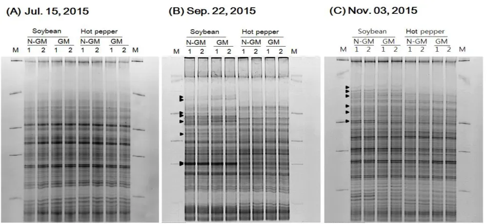 Figure 7. DGGE profiles of bacterial community structures in the rhizosphere soils of GM soybean, non-GM soybean, GM hot pepper, and non- non-GM hot pepper in 2015 