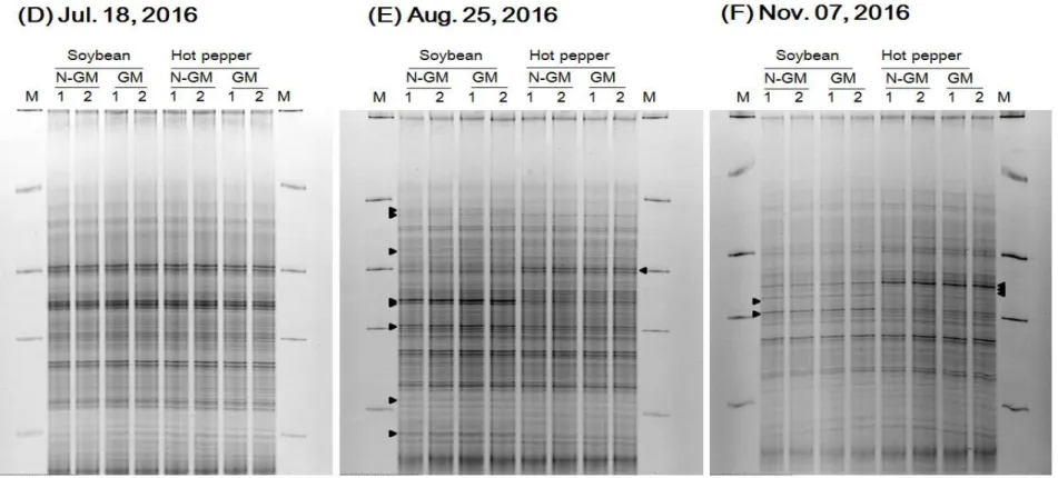 Figure 8. DGGE profiles of bacterial community structures in the rhizosphere soils of GM soybean, non-GM soybean, GM hot pepper, and non- non-GM hot pepper in 2016 