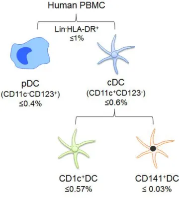 Figure 1. The subsets of DCs in human PBMC. 