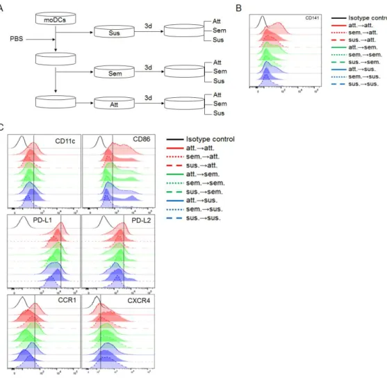 Figure  5. Adhesive  capacity is  partially  involved  in  CD141  expression of 