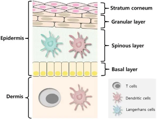 Figure 1-1. Structure of skin and immune cell distribution. 