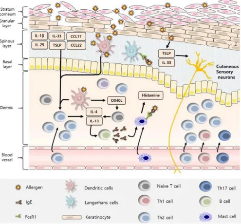 Figure 1-2. Cellular and molecular immunologic mechanism of atopic  dermatitis. 