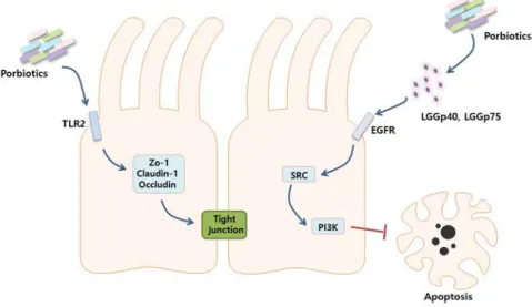 Figure 1-3. Probiotics modulate the function of intestinal epithelial  cells. 