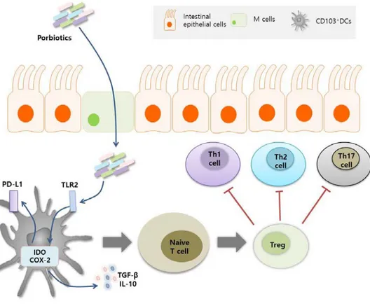Figure 1-4. Probiotics modulate the Dendritic cells and T cell  differentiation. 