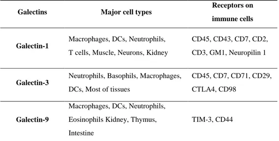 Table 1-2.  Main functional galectins for their source cells and known  receptors.