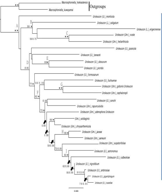 Figure  4.  Maximum  likelihood  topology  tree  in  Uroleucon  with  bootstrap  support  value