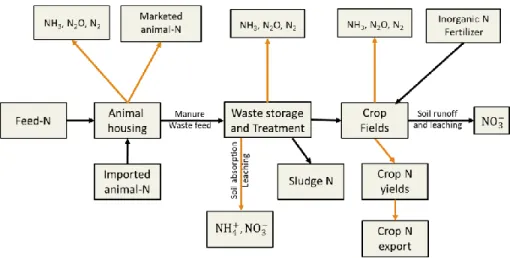 Figure 1.3. Possible ammonia odor volatilization during nitrogen flow in animal  feeding operation (Arogo et al., 2003) 