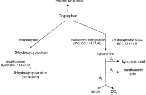 Figure 3. Metabolic pathways of tryptophan