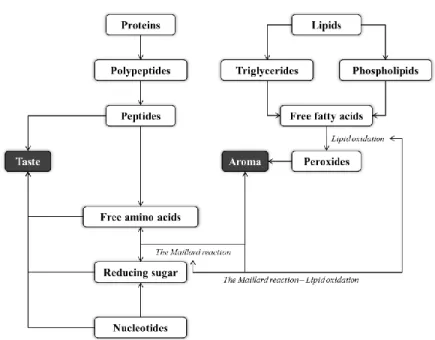 Figure  1.  Flavor  development  of  meat  and  meat  products  (modified  from  Dashdorj et al., 2015; Toldra et al., 1998)