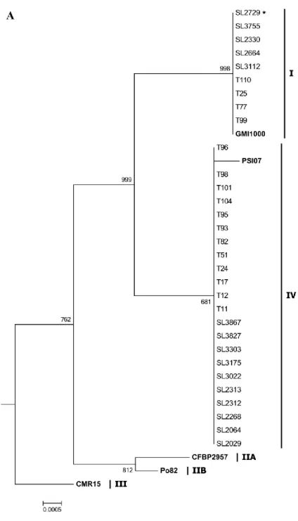 Figure  2.  Phylogenetic  trees  of  16S  rRNA  (A)  and  partial  endoglucanase  (egl)  gene  sequences  (B)  analyzed  by  ClustalW  with  1,000  bootstrap  replicates  using  MegAlign  of  DNASTAR  Lasergene  8