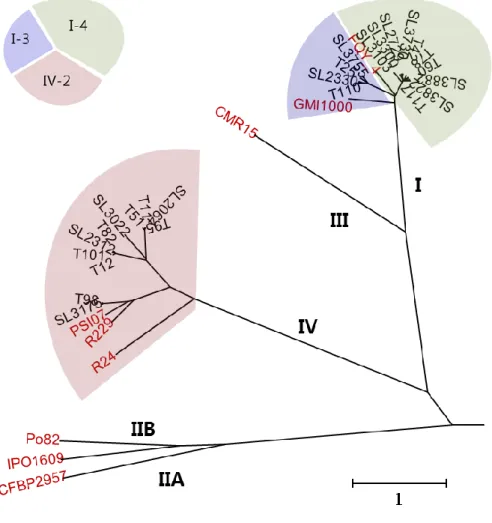 Figure 1. Phylogenetic tree using genomes of 25 Korean and 9 reference R. 