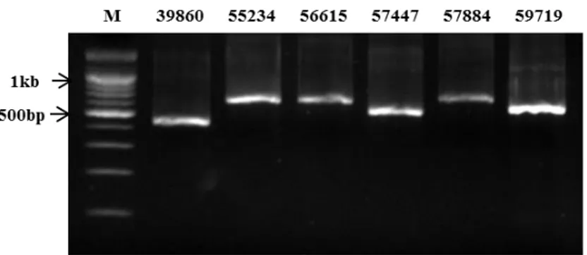 Fig.  5. Agarose gel confirmation of synthesized dsRNA. ds39680, ds55234, ds56615, 