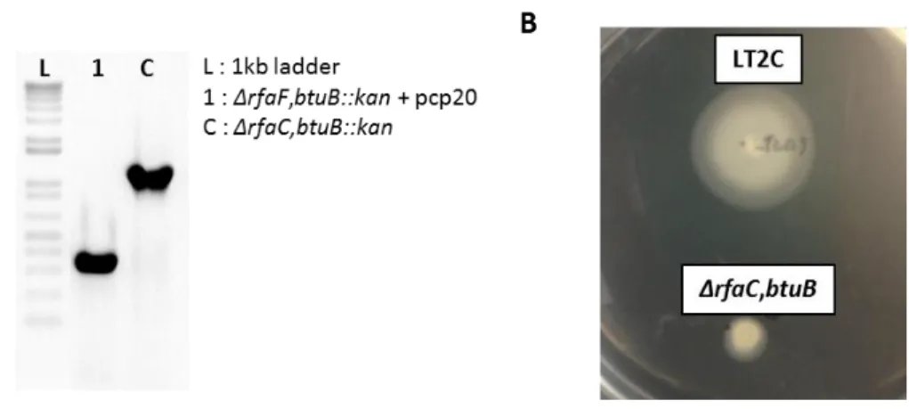 Fig. 2.1. Construction of LT2C-ΔrfaCbtuB mutant and phenotype confirmation. 