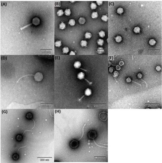 Fig. 2.4. Transmission electron micrograph images of the phages. (A) BSP3, (B) 
