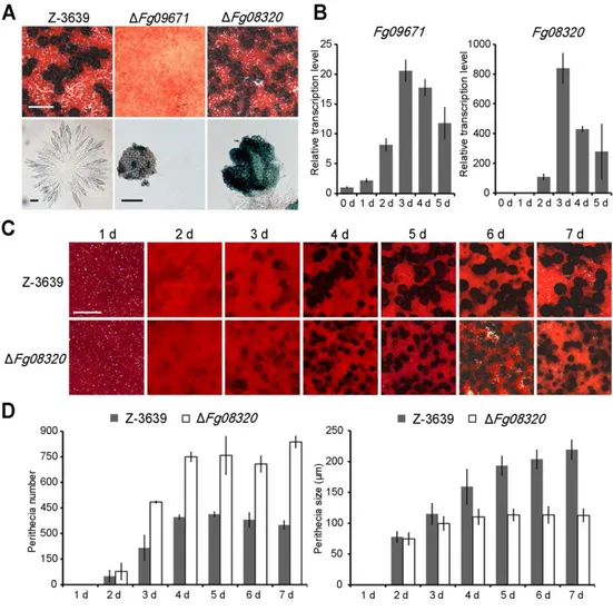 FIG  6.  Sexual  development  of  P450  mutants.  A.  Perithecium  formation  and  asci 