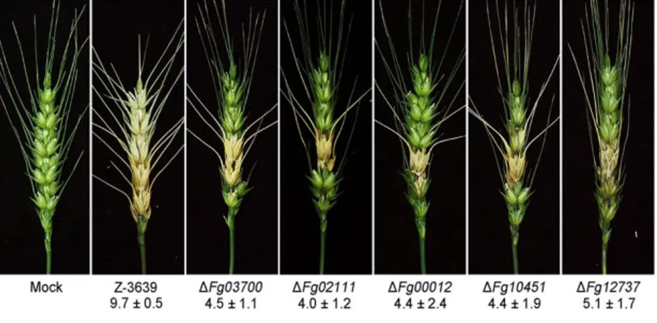 FIG  7.  Virulence  of  F.  graminearum  strains  in  wheat  heads.  A  center  spikelet  of 
