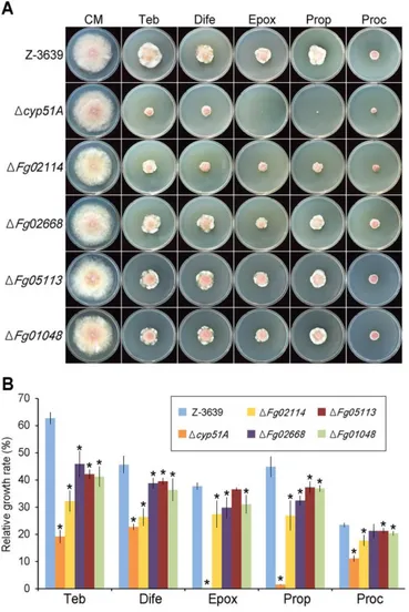 FIG 10. Azole fungicide sensitivity of F. graminearum strains. A. Mycelial growth 
