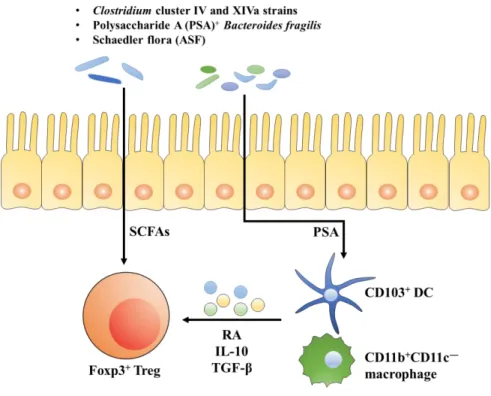 Figure  1.  Induction  of  Tregs  by  host  cells,  gut  microbiota  and  their  products