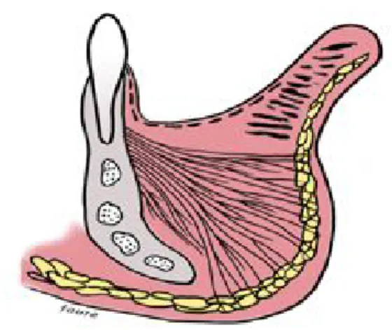 Fig. 3. Preoperative design showing fusiform excision of full layer chin pad.