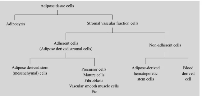 Fig. 1. Cells in adipose tissue.