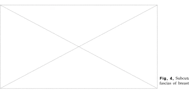 Fig. 4. Subcutaneous and thoracic fascias of breast, horizontal section.