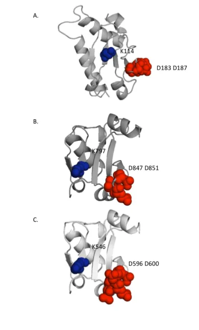 Figure  4.   Structure  of  Aux/IAA17  DIII-IV,  ARF5  DIII-IV,  and  ARF1 DIII-IV monomers