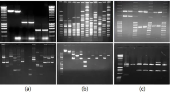 Fig. 10. Result by proposed scheme in image that having Brightness difference.