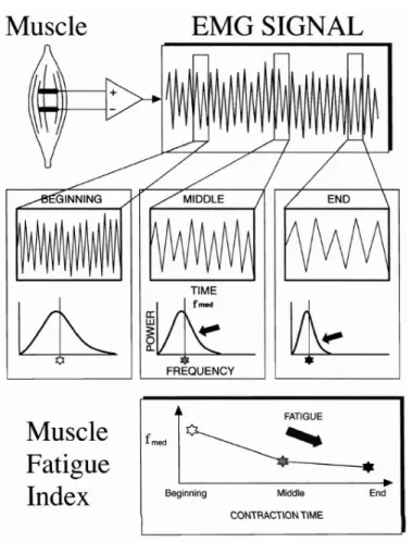 Figure 9.  정적  근수축  실험에서  근피로도가  증가함에  따른       EMG  신호  주파수  변화  (C.J.D. Luca, 1997) 
