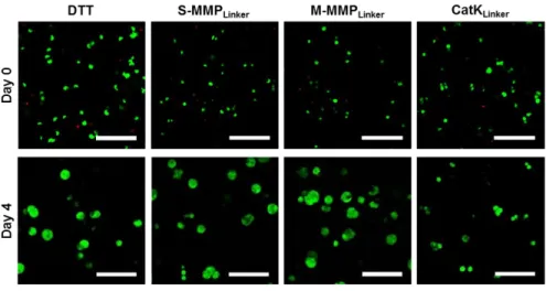 Figure  2.  Live/Dead  fluorescence  images  of  RAW264.7  cells  encapsulated in PEG hydrogels of different degradability 1-h and  4-day  post-encapsulation  (green:  calcein-AM;  red:  ethidium  homodimer-1, scale: 100  μm)