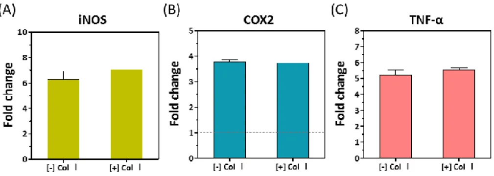 Figure 11. Inflammatory cytokine gene expression levels of RAW264.7  cells  encapsulated  in  secretion  type  MMP-sensitive  PEG  hydrogels  formed without or with collagen I 4-day post-encapsulation (A: iNOS;  B: COX2; C: TNF- α)