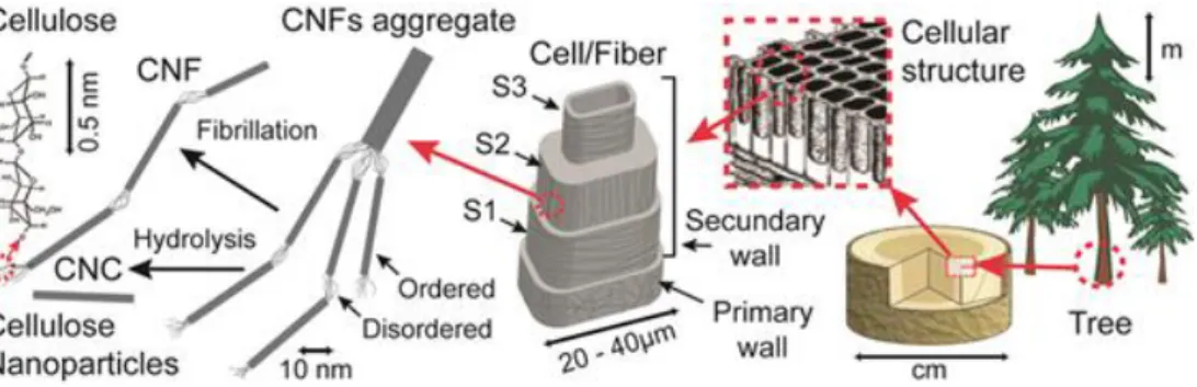 Figure  1.  Components  of  cellulose  fiber  extracted  from  wood  resources[16] 