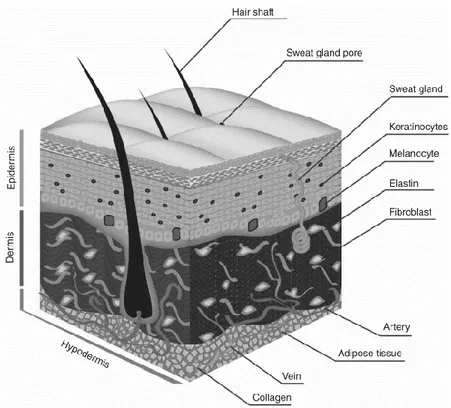 Figure 1. Schematic structure of skin tissue [4]