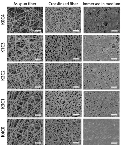 Figure 6. FE-SEM images of as spun and crosslinked keratin/  chitosan nanofibers and crosslinked nanofibers  immersed  in  cell culture medium for 24 h (Scale: 2μm) 