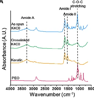 Figure  10.  FT-IR  spectra  of  (A)  as  spun  and  crosslinked  K4C0,  keratin  and  PEO  and  (B)  various  keratin/chitosan  nanofibers after crosslinking