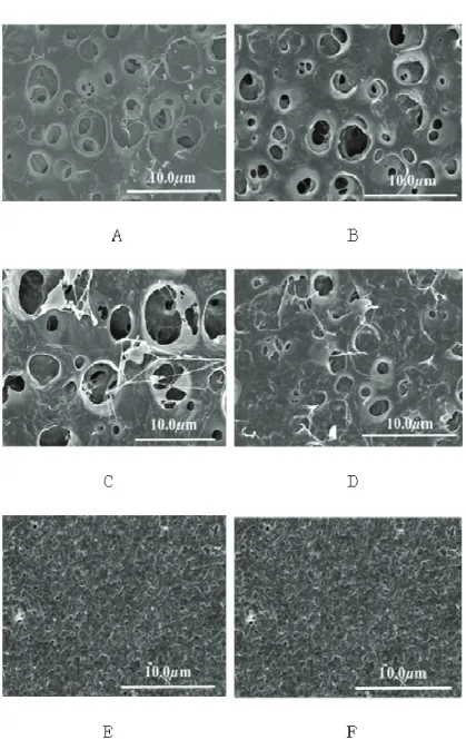 Figure  2.  Surface  morphologies  of  HA-Dex  hybrid  patches  by  FE-SEM  analysis  (5.0kV  X  5.0  K)