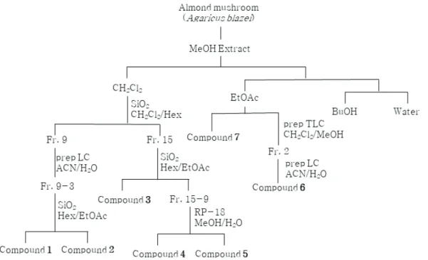 Figure  1.  Isolation  scheme  of  A.  blazei.