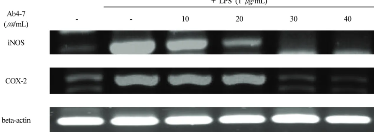 Figure  4.  Effect  of  Ab4-7  on  the  mRNA  of  iNOS  and  COX-2  in  RAW  264.7  cells