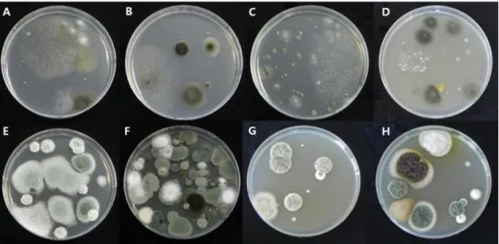 Fig. 4. Difference of colony size, formation, and color of mold grown on MEA and DG-18 media after sampled from indoor air using an MAS-100NT sampler