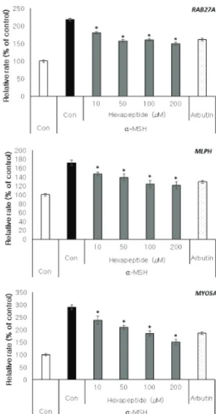 Figure  6.  Inhibitory  effect  of  hexapeptide  on  the  expression  of  melanosome  transport-related  genes  and  proteins  in  B16F10  cells