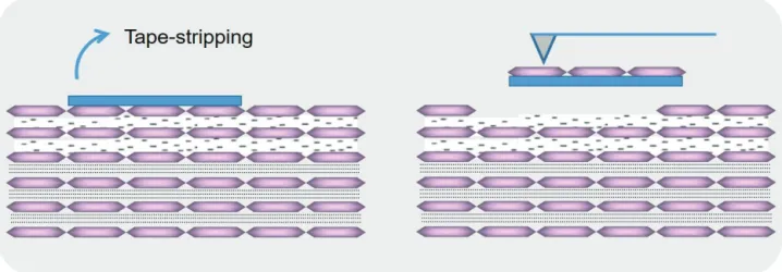 Figure 1. Example of AFM scanning. Superficial corneocytes are obtained by tape stripping