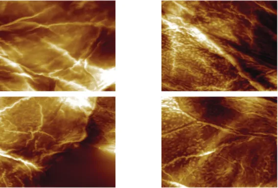 Figure 3. The representative AFM images of corneocytes. (left) General bottom surface images of  corneocytes of forearm and face