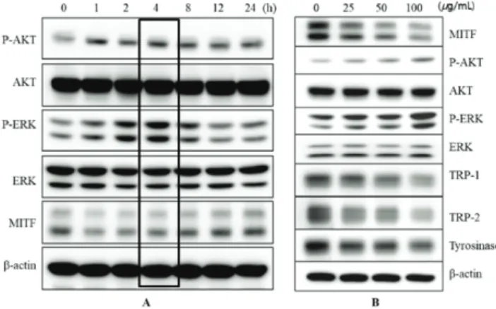 Figure 5. Chromatography of IMG (peak at 21-minute retention time) from Red ginseng samples by HPLC