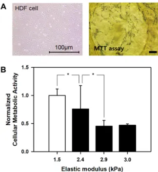 Figure 6. (A) Phase-contrast images of HDFs positively stained  by MTT reagents. The image was captured after 14 days of  cell culture in sequential cross-linked collagen gel with 3.0 kPa  of elastic modulus