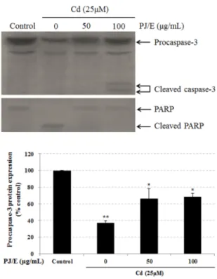 Figure 4. Effect of Petasites japonicus extract on the  expression of Procaspase-3 and PARP and the cleavage of  PARP in HaCaT keratinocytes