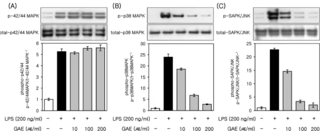 Figure 5. Effects of GAE on activation of AP-1 and NF-κB in LPS-induced RAW264.7 cells