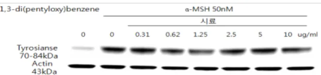 Figure 13. Effect of TRP-1 protein expression in B16F10 cell.