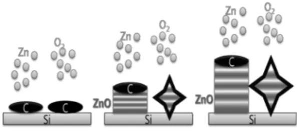 Fig. 2. Schematic of VS growth mechanism for ZnO nanowires using an carbon catalyst seed particle.