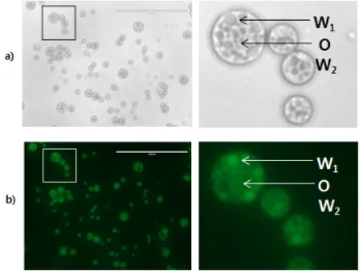 Figure 5. Fluorescence microscopy image of a W 1 /O/W 2
