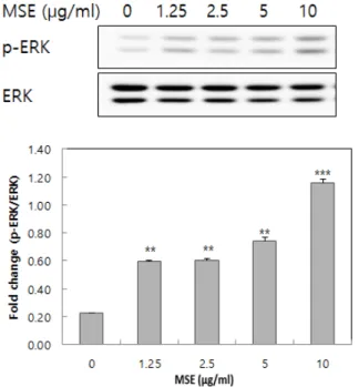 Figure 3. Effects of mulberry seed ethanol extract (MSE) on  ERK protein expression in melan-a cell