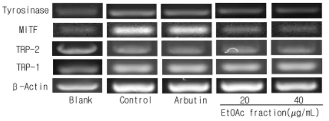 Figure 5. Effect of A. semen ethyl acetate fraction on  mRNA expression of melanogenesis-related genes